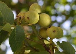 Black Walnut Balsamic Vinegar