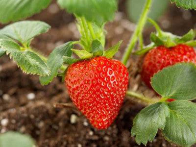 Strawberry Balsamic Vinegar