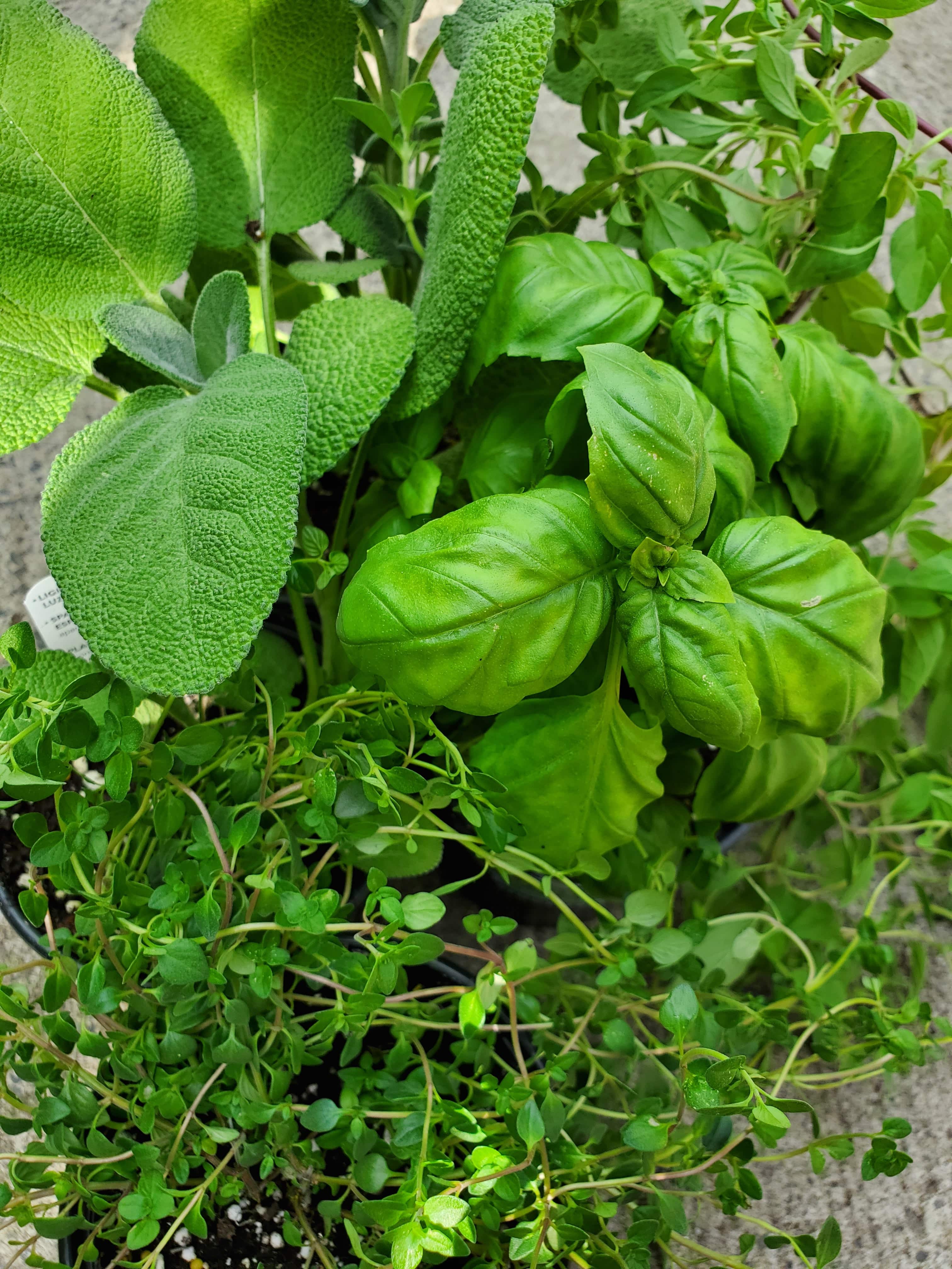 Tuscan Herb Olive Oil